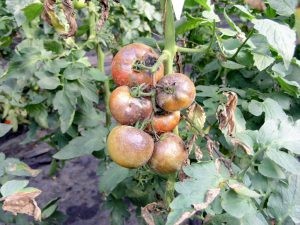 ENFERMEDAD COMÚN DEL TOMATE | Lugo