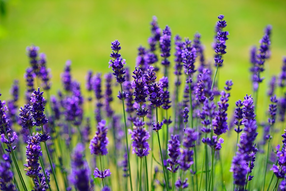 lavanda agosto lugo