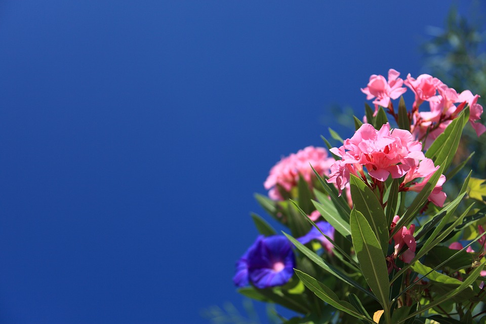 Cuando la Adelfa esta en flor, el color se convierte en el protagonista del jardín