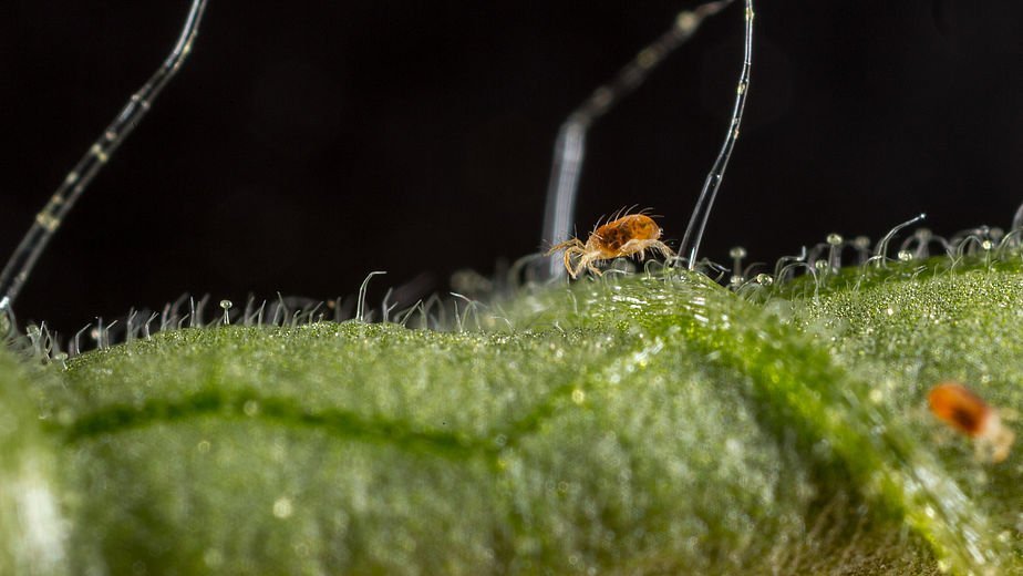 Plaga de la Araña Roja