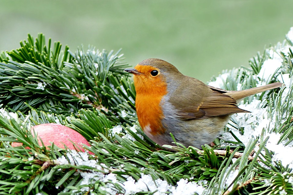 Tareas de diciembre en el jardín