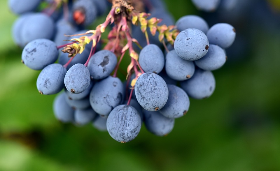 El género Mahonia