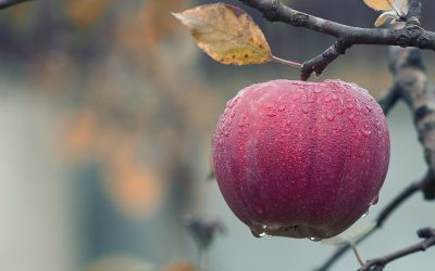 Noviembre en el jardín, qué hacer?