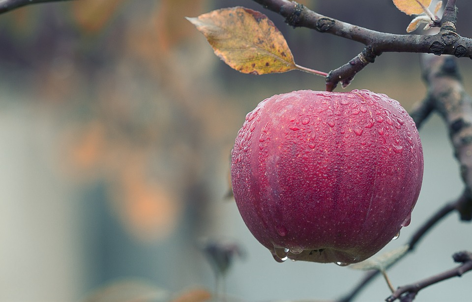 Noviembre en el jardín, qué hacer?