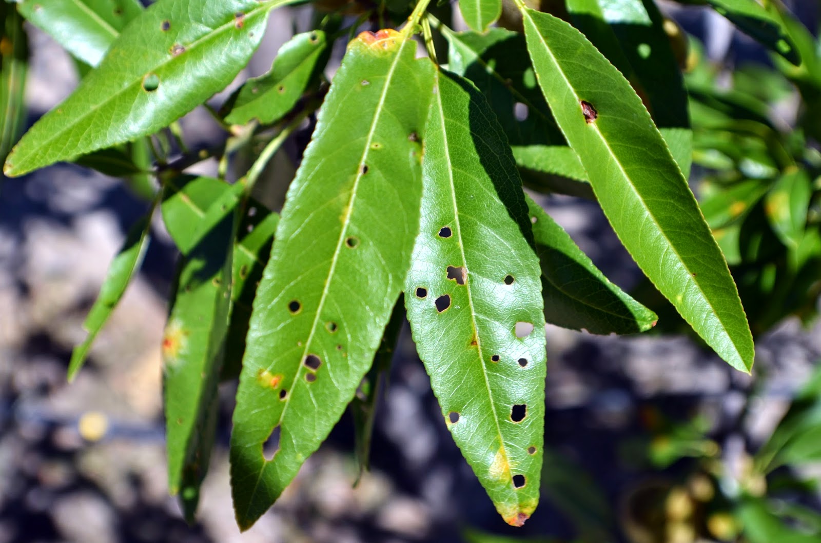 Agujeros, surcos, galerías, picaduras o mordeduras
