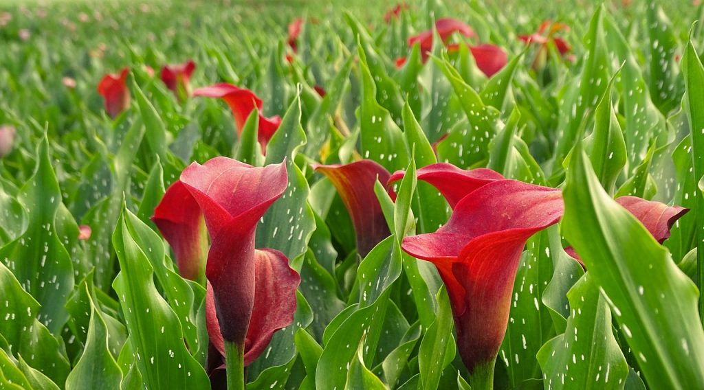 La Cala o Zantedeschia - Nuevos Jardines | Jardinería | Lugo | A Coruña |  Ourense