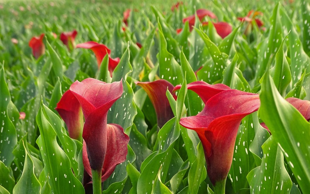 Flores para plantar en verano