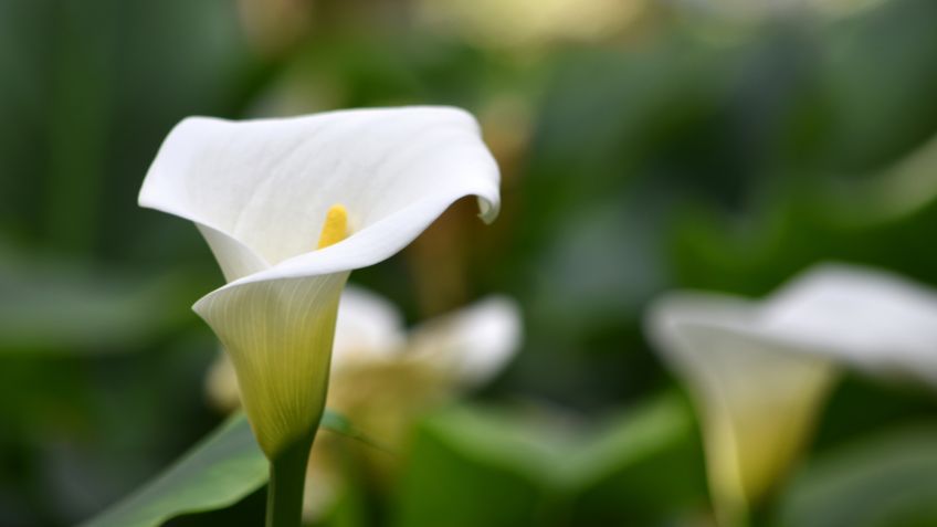 La Cala o Zantedeschia - Nuevos Jardines | Jardinería | Lugo | A Coruña |  Ourense