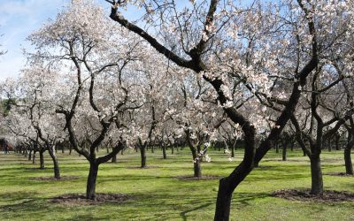 Qué hacer en Marzo en el Jardín