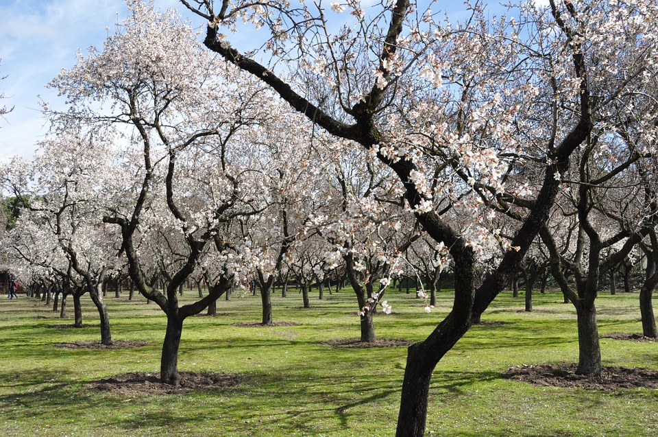 Qué hacer en Marzo en el Jardín