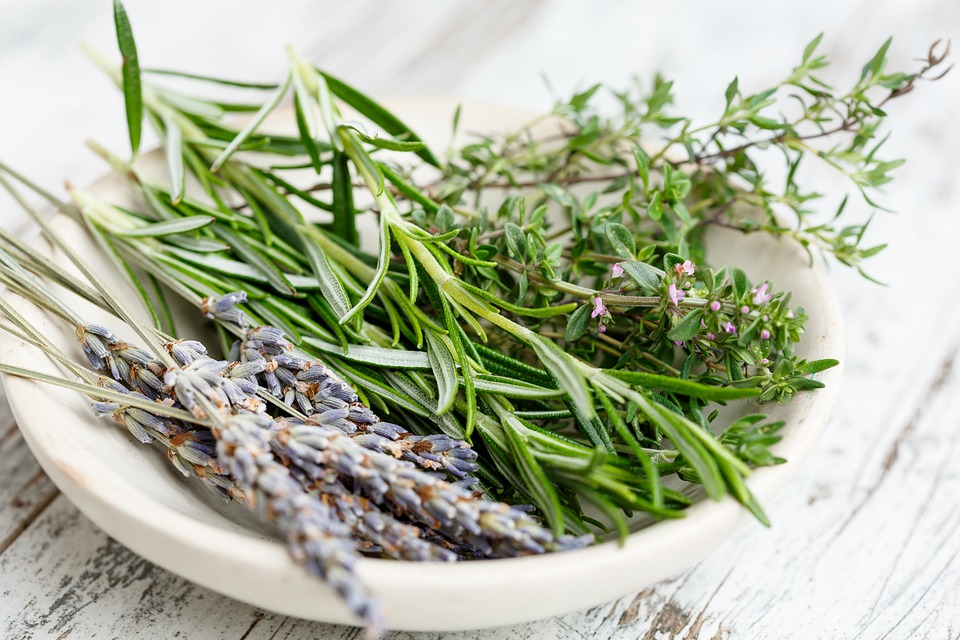 Plantas para cocinar