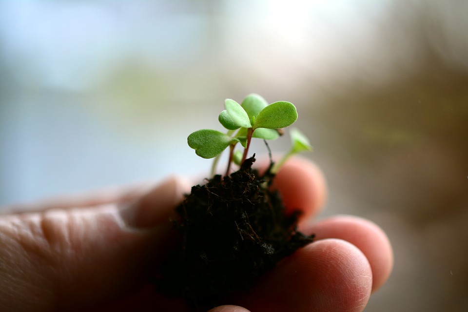 Como transplantar plantas en contenedor