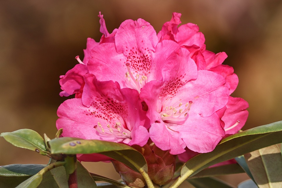 El Rododendro | Galicia