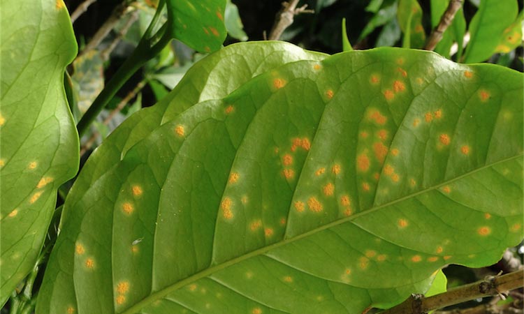 La Roya, hongo en plantas