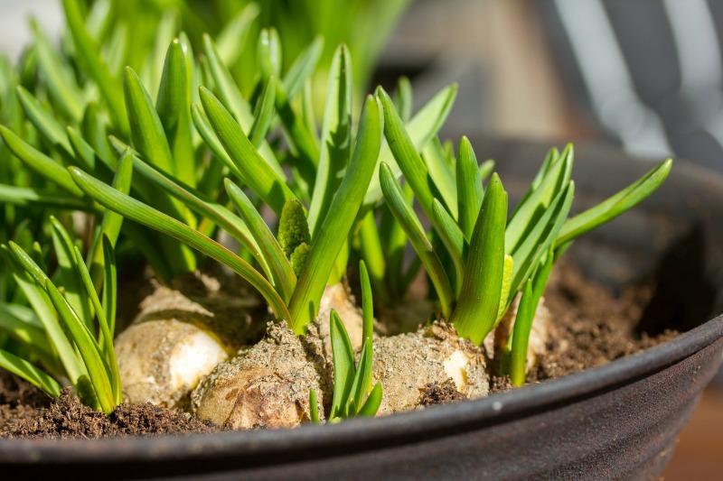 Bulbos de Verano