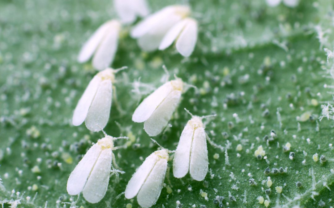 La Mosca Blanca