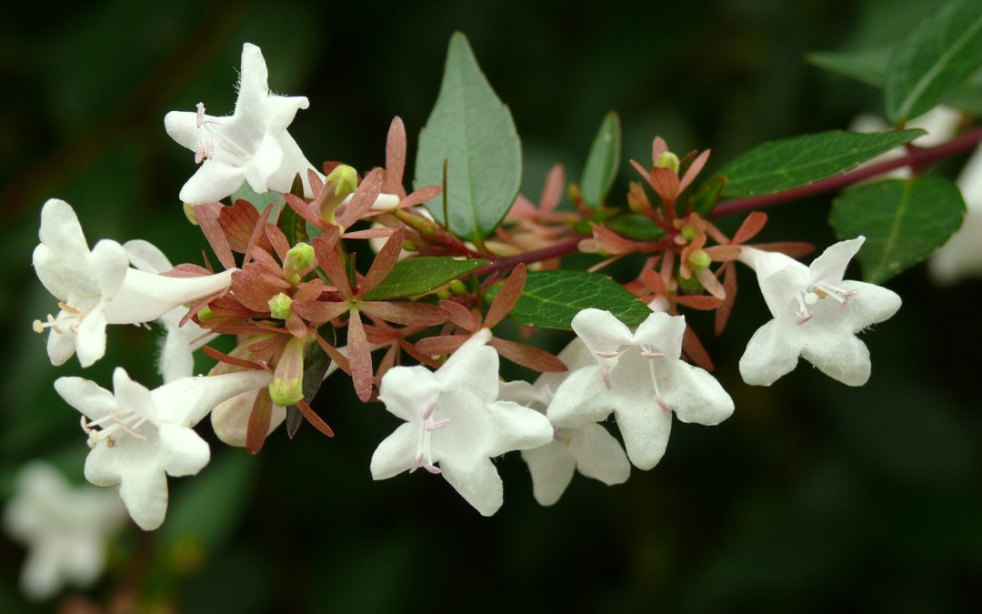 La Abelia