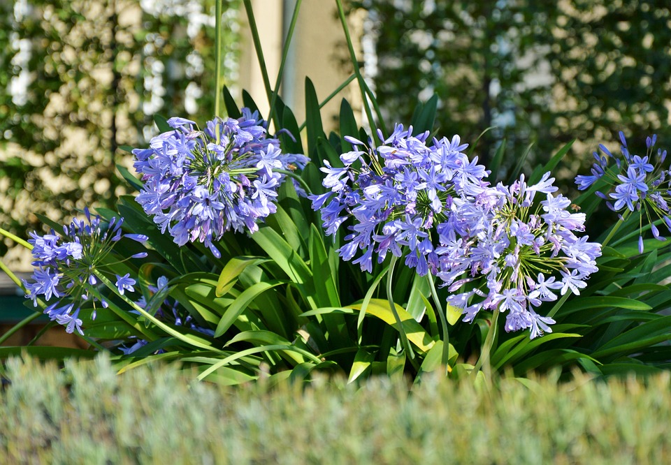 El Agapanto en Galicia - Nuevos Jardines | Jardinería | Lugo | A Coruña |  Ourense