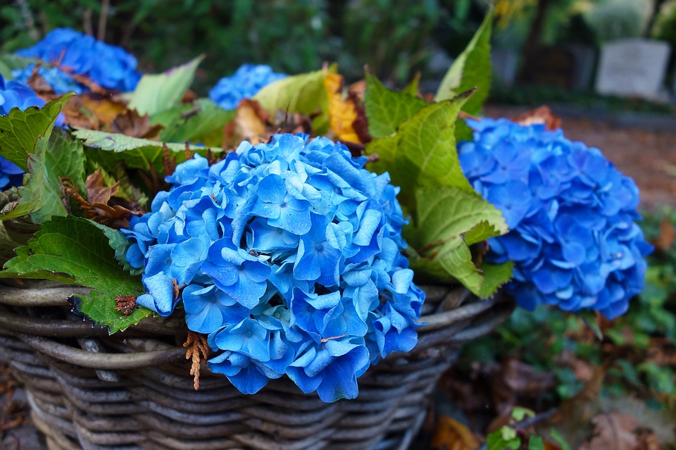 La Hortensia en el jardín