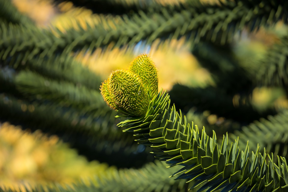 La Araucaria