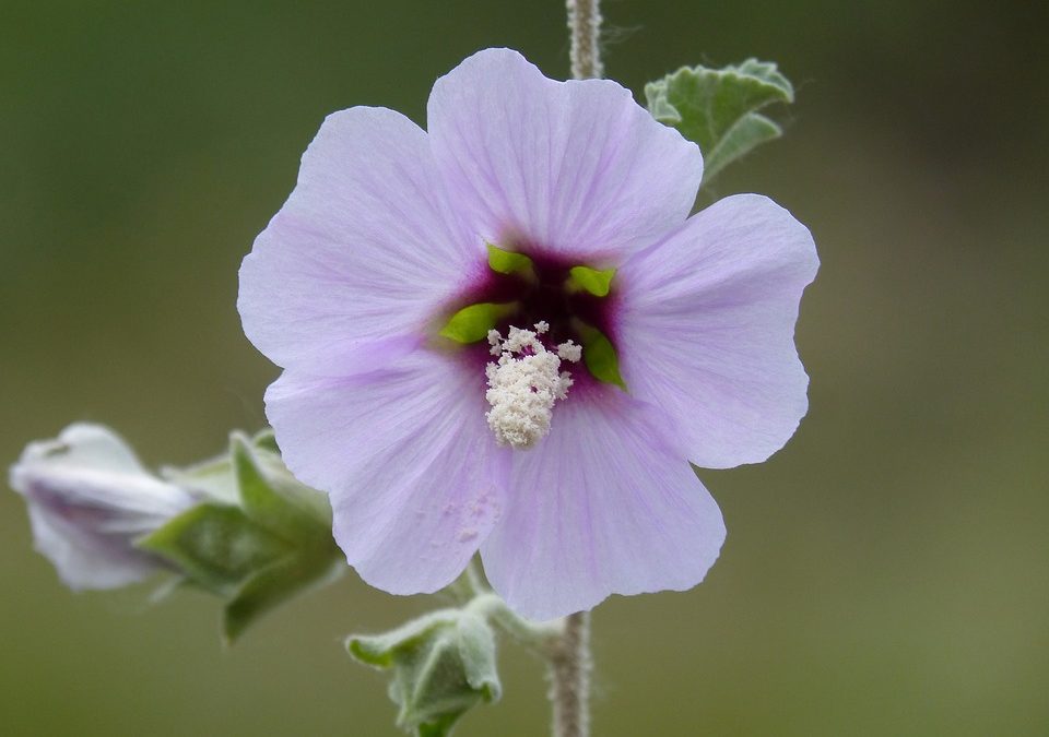 La rosa de Siria, Hibiscus Syriacus