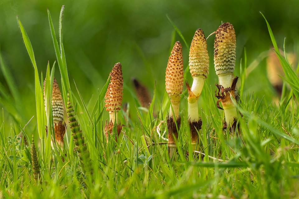 Comprar Equisetum Hyemale