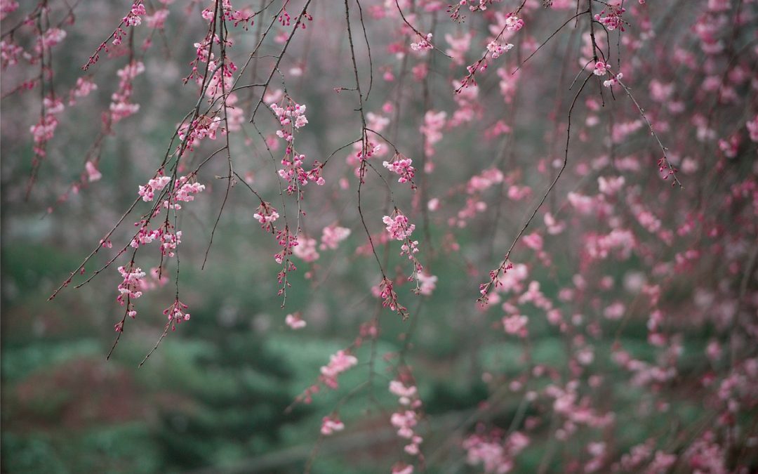 Cuidados del jardín en febrero (Hemisferio Norte)