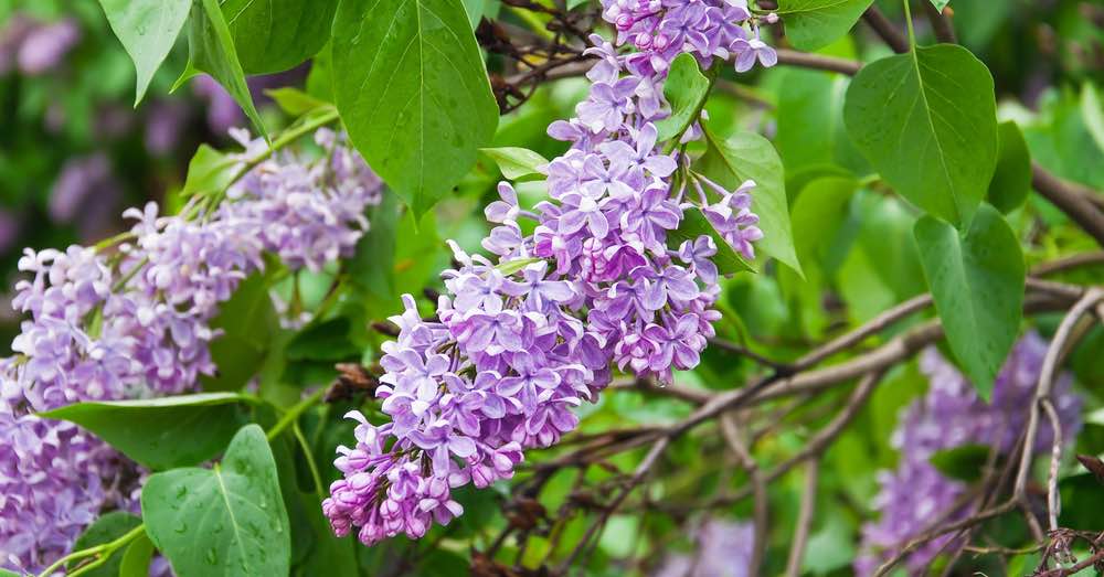 Arbol lilo, cuidados y curiosidades - Nuevos Jardines | Jardinería | Lugo |  A Coruña | Ourense