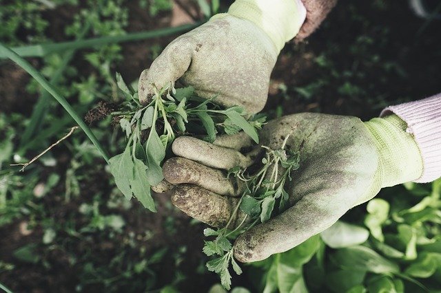 Ropa para trabajar en Jardinería