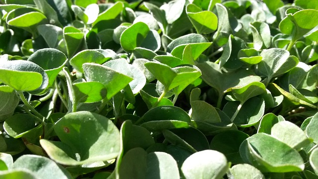 Plantas tapizantes en galicia