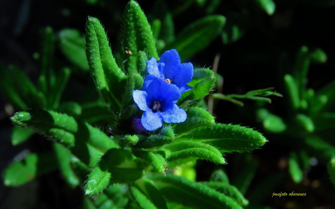 La Carrasquilla azul