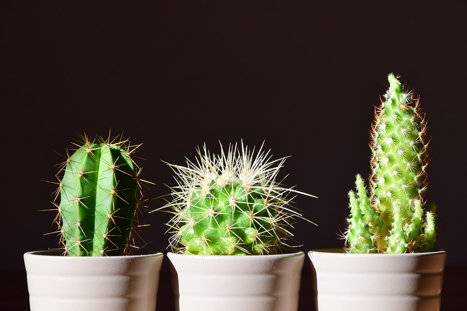 Cactus, tipos y cuidados