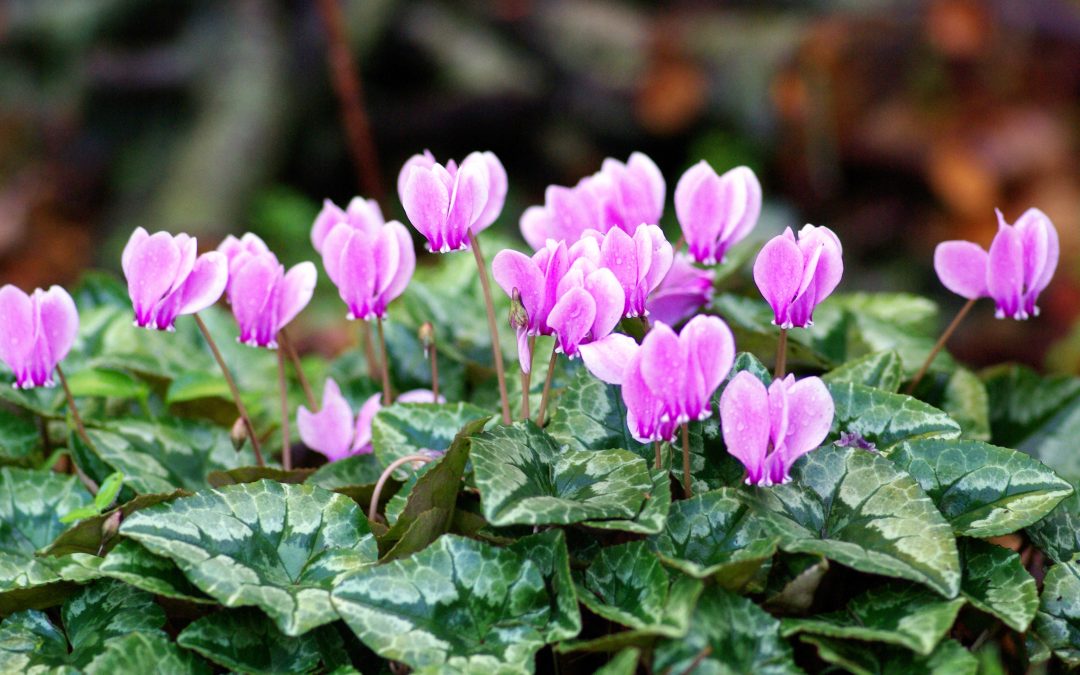 Plantas de invierno para el jardín