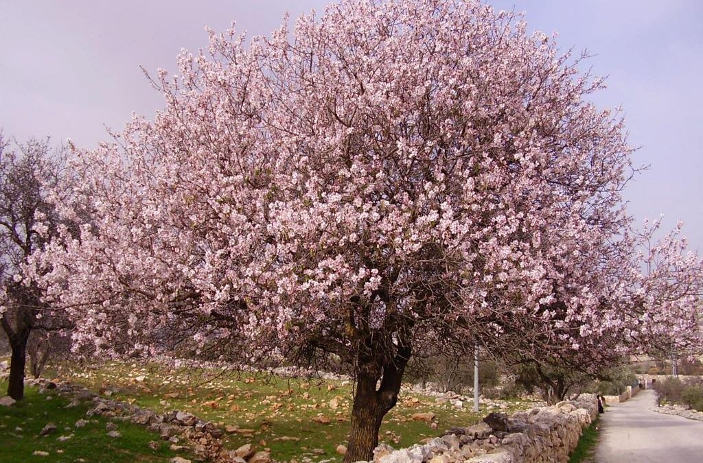 Febrero en el jardín