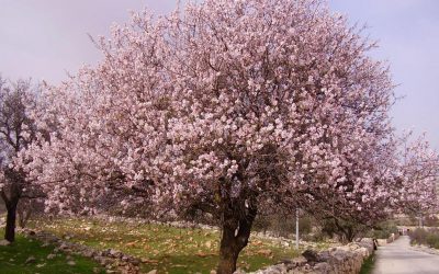 Febrero en el jardín