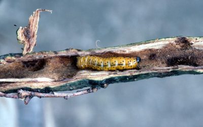 Coleópteros barrenadores, plaga