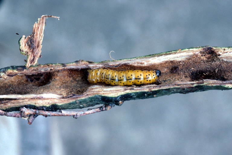 Coleópteros barrenadores, plaga