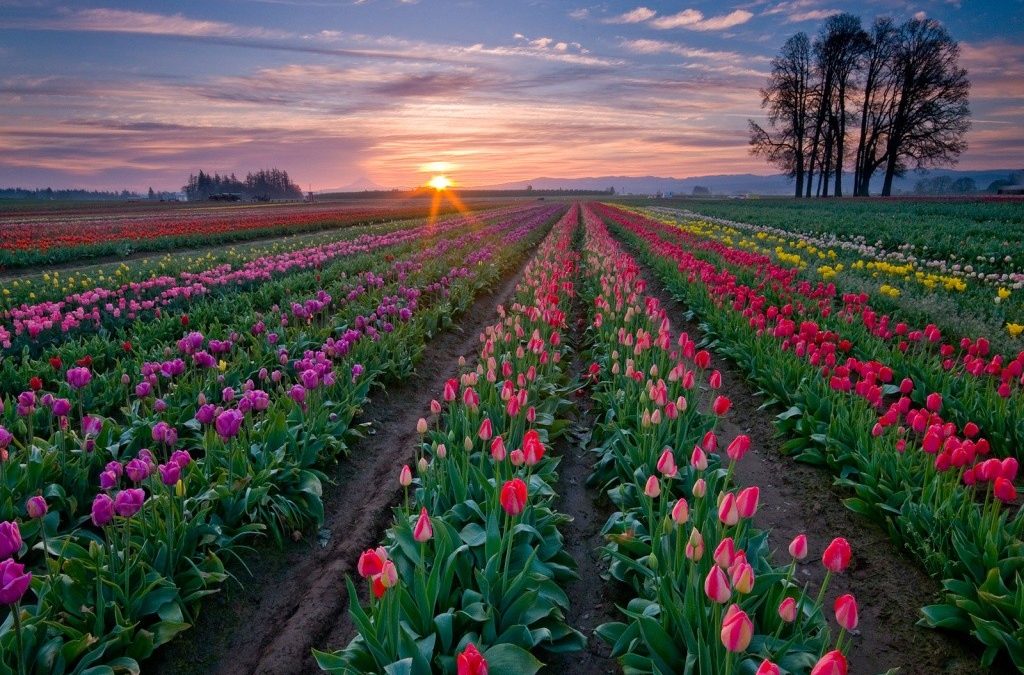 Cómo plantar bulbos de flores primaverales