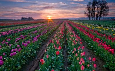 Cómo plantar bulbos de flores primaverales