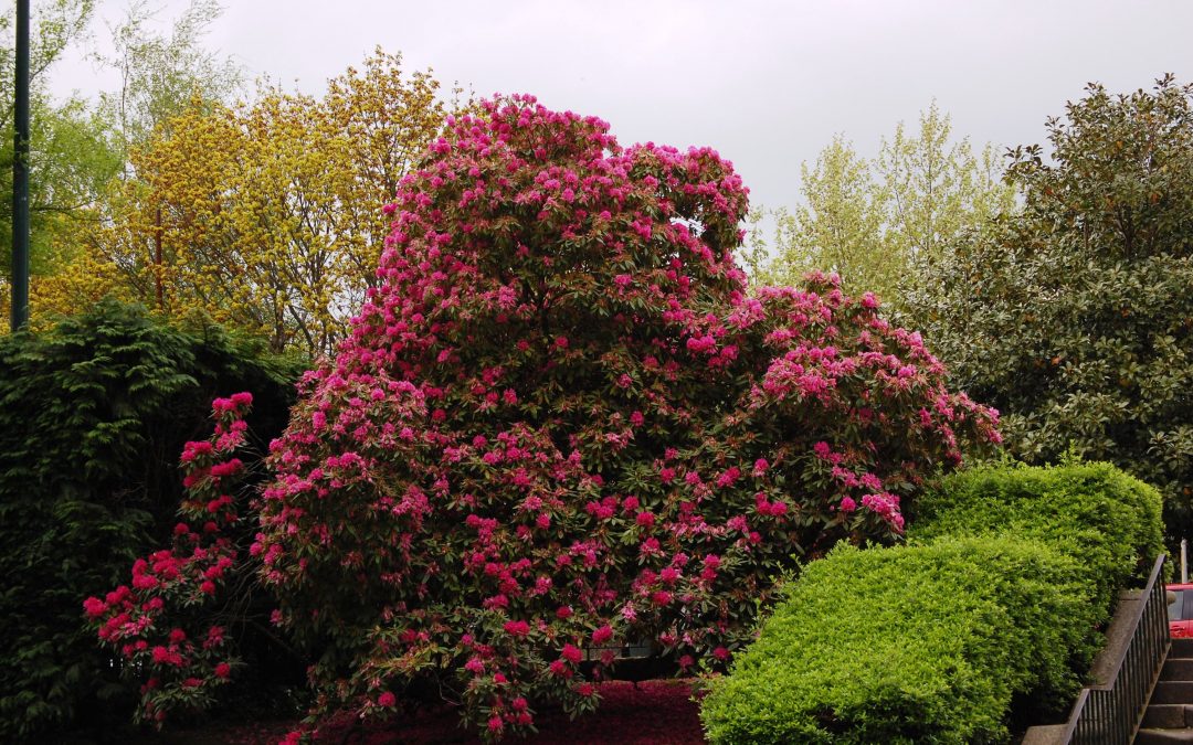 TAREAS DE MARZO EN EL JARDÍN [HEMISFERIO NORTE]