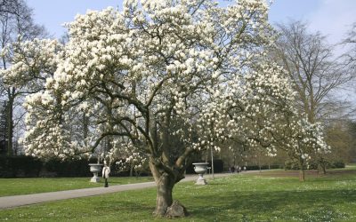 La magnolia china o magnolia caduca