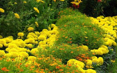 Prevención de plagas y enfermedades en el jardín