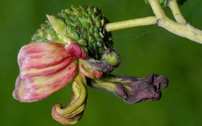 LEPRA DE FRUTALES DE HUESO