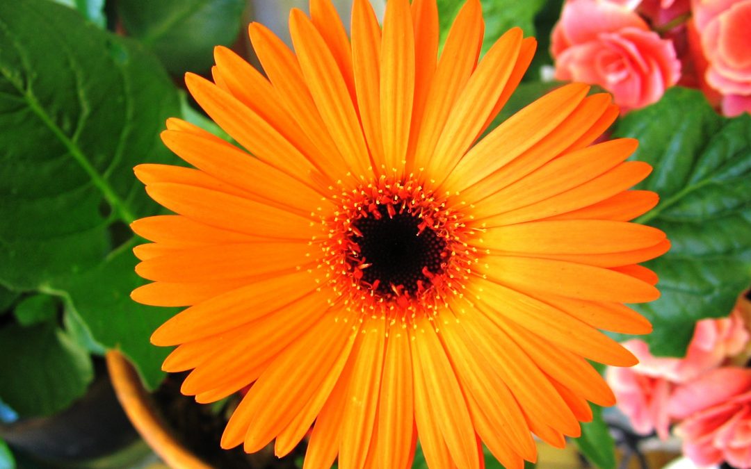 LA GERBERA, COMPRAR EN LUGO