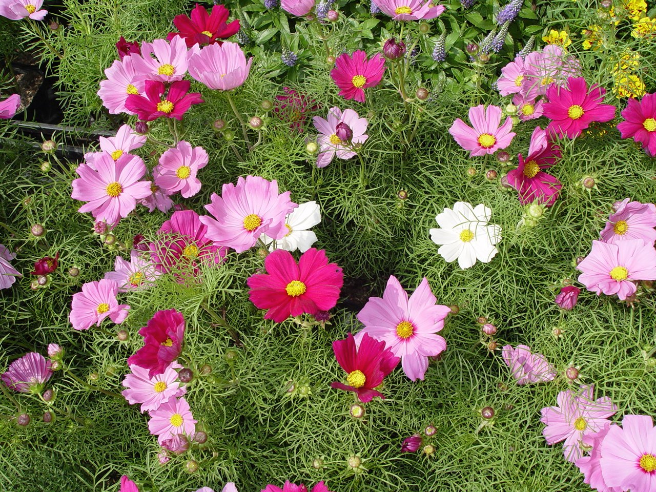 ¿SABES LO QUE ES EL COSMOS? - Nuevos Jardines | Jardinería | Lugo | A ...