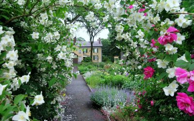 Que hacer en Junio en el jardín