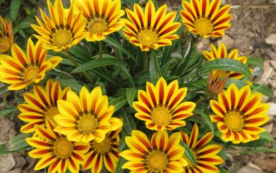 Gazanias, comprar en Lugo