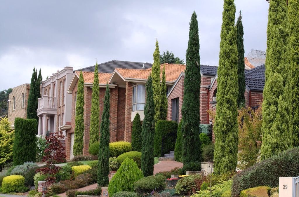 Los Cipreses (Cupressus sp.), considerados árboles sagrados