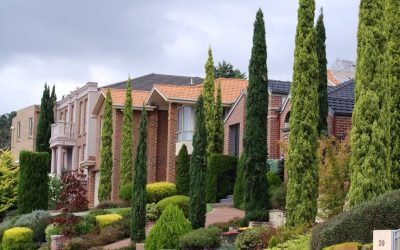 Los Cipreses (Cupressus sp.), considerados árboles sagrados