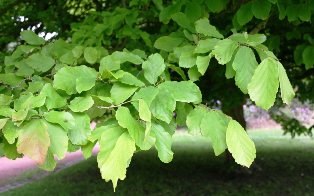 El árbol de hierro